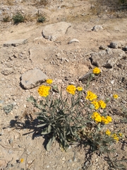 Psilostrophe gnaphalodes