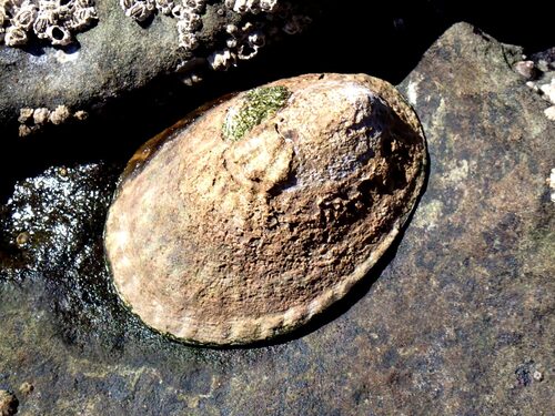 Owl Limpet, San Mateo County, CA, USA, photo 6 of 10