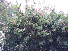 Cavendishia pubescens