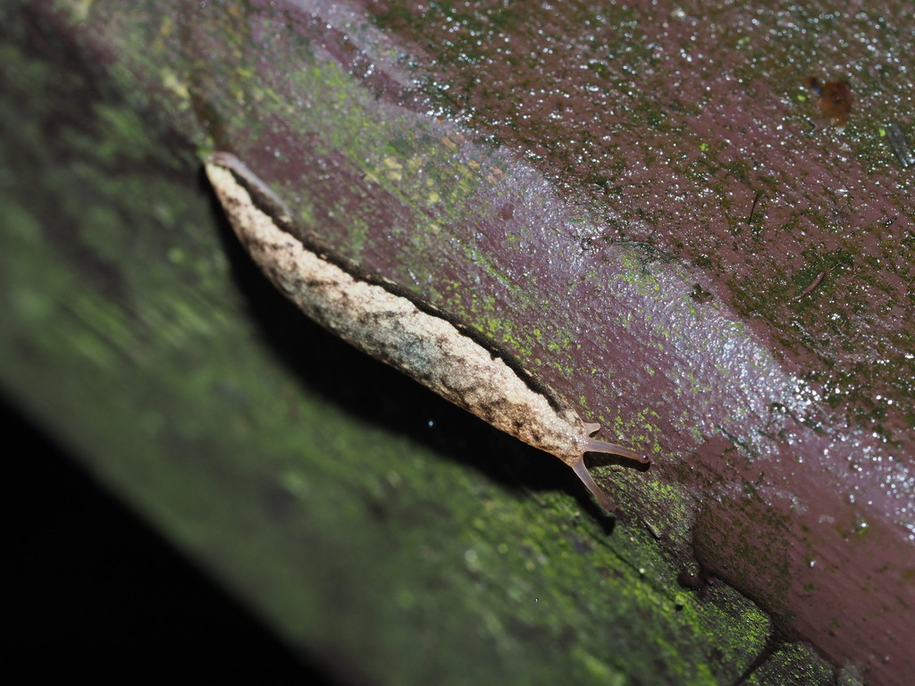 鮑奇蛞蝓 臺灣的蝸牛 Inaturalist