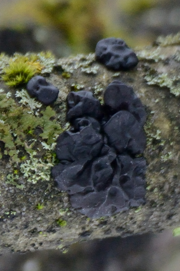 Exidia nigricans · March 2026 · photo: © fyodorp (iNaturalist, cc-by)