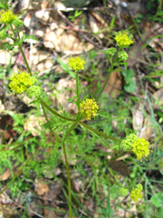 Sanicula tuberosa