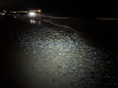 California grunion (Leuresthes tenuis) — Atherinopsidae — 5