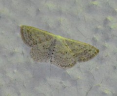 Scopula aemulata