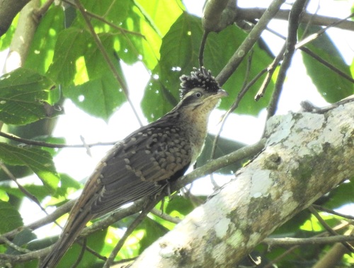 Striped Cuckoo (Tapera naevia), photo 10