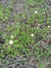 Chaetopappa asteroides