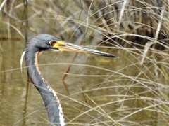 Egretta tricolor image