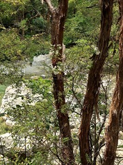 Veronica subfulvida