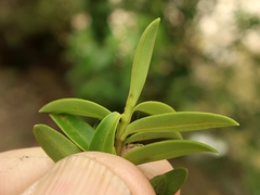 Veronica subfulvida