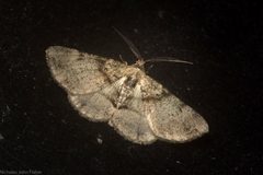 Syneora adelphodes