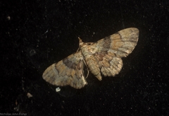 Gymnoscelis derogata