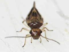 Maoripsocus