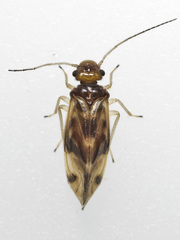 Maoripsocus
