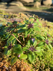 Collinsia grandiflora