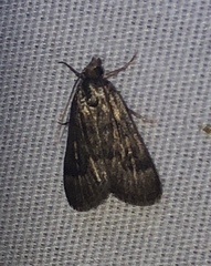 Loxostegopsis polle