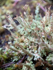 Cladonia crispata