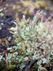 Cladonia crispata