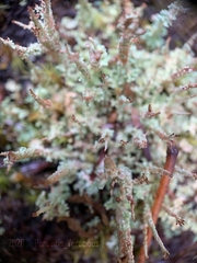 Cladonia crispata