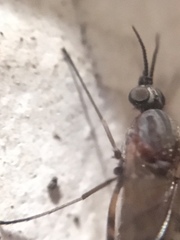 Sylvicola alternatus