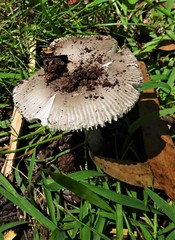 Amanita cheelii