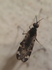 Sylvicola alternatus