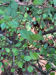 Pyracantha fortuneana