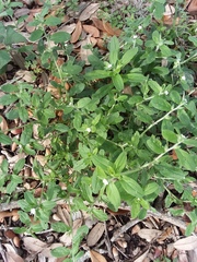 Lithospermum matamorense