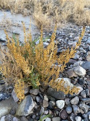 Nitrophila occidentalis