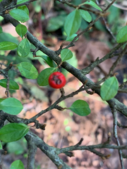 Pyracantha fortuneana