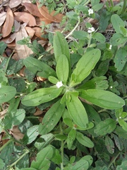 Lithospermum matamorense