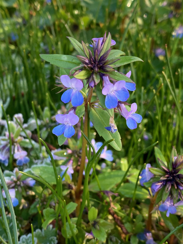 Collinsia grandiflora