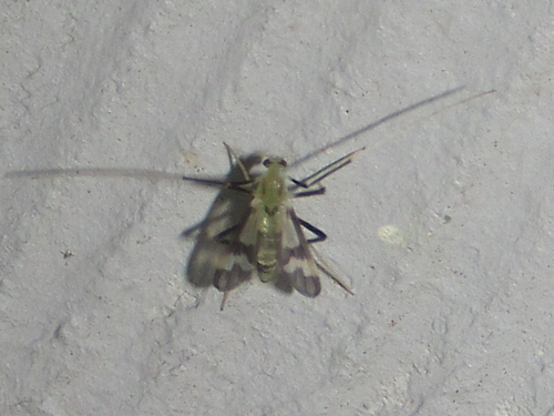 Unknown species found near Salton Dr., Austin, Travis Co., TX