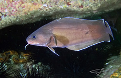 Lotella rhacina