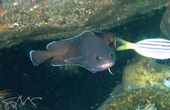 Lotella rhacina
