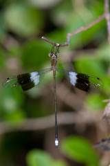 Chlorolestes tessellatus