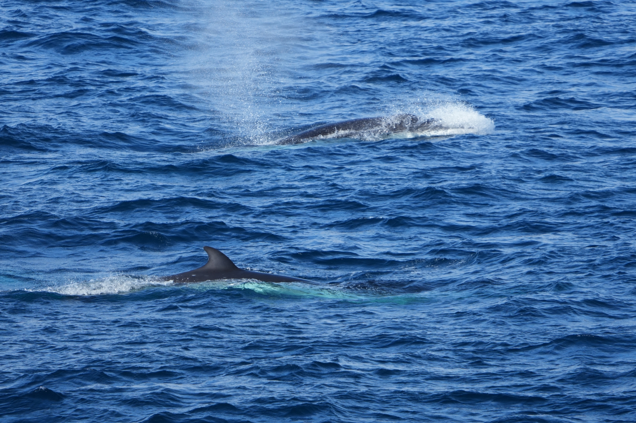 Balaenoptera bonaerensis