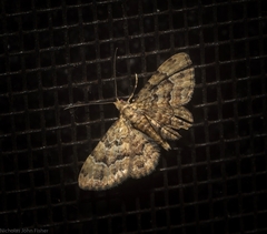 Gymnoscelis lophopus