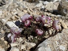 Ranunculus andersonii