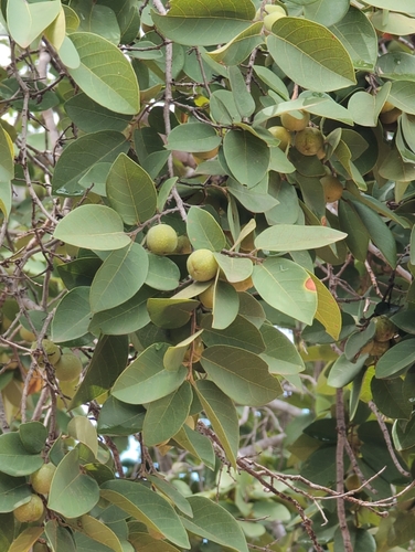 kuduberry