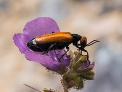 Eupompha schwarzi