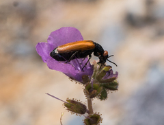 Eupompha schwarzi
