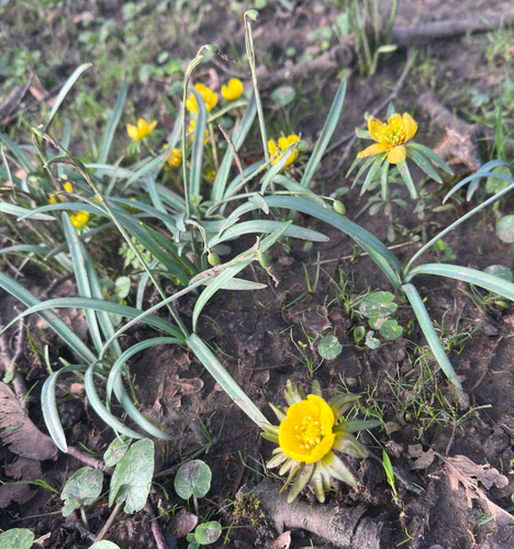Eranthis cilicica