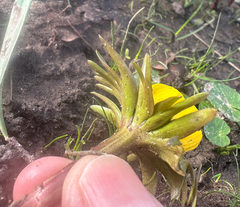 Eranthis cilicica, photograph author not stated, no rights reserved