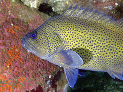 Acanthistius ocellatus