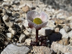 Ranunculus andersonii