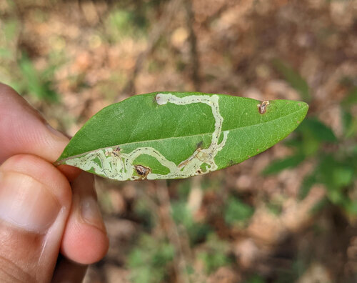 Unknown species found near Belhaven, Jackson, MS, USA