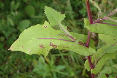 Emilia sonchifolia image