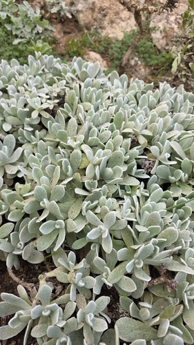 Helichrysum gossypinum