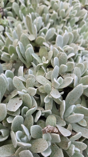 Helichrysum gossypinum, photograph 2
