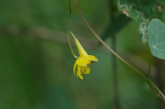 Tropaeolum pendulum